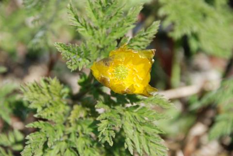 АДОНИС АМУРСКИЙ.jpg