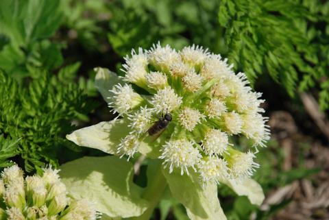 БЕЛОКОПЫТНИК ЯПОНСКИЙ.jpg