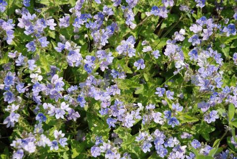 ВЕРОНИКА ДУБРАВНАЯ, НИВНЯК ОБЫКНОВЕННЫЙ.jpg