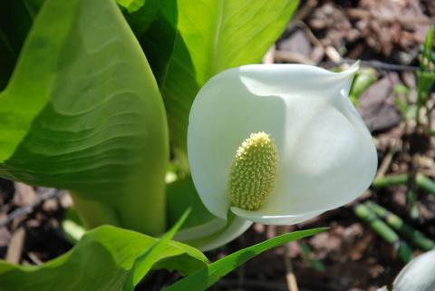 ВРЕМЕННОКРЫЛЬНИК КАМЧАТСКИЙ.jpg