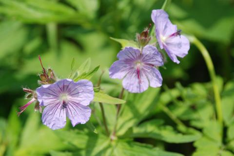 ГЕРАНЬ ПУШИСТОЦВЕТКОВАЯ ИЛИ ВОЛОСИСТОЦВЕТКОВАЯ.jpg