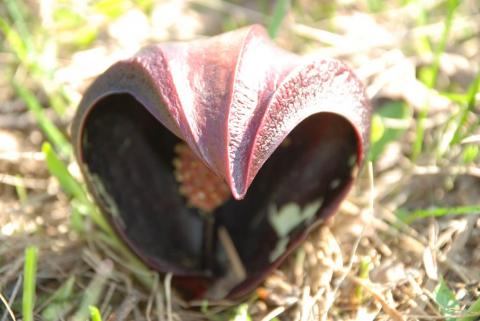 СВЯЗНОПЛОДНИК ПОЧКОЛИСТНЫЙ ИЛИ СИМПЛОКАРПУС.jpg