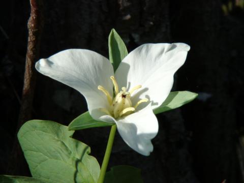 ТРИЛЛИУМ КАМЧАТСКИЙ.jpg