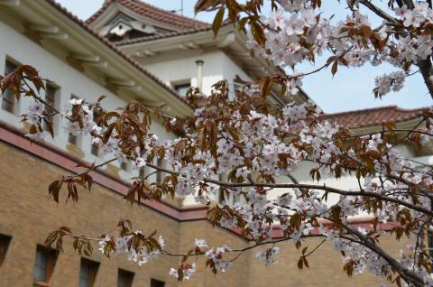 Цветение сакуры во дворе краеведческого музея.  Фото Владимир Чуйко.JPG