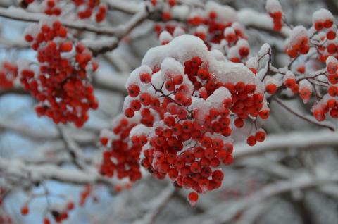 DSC_6524 (Фото Владимир Чуйко).jpg