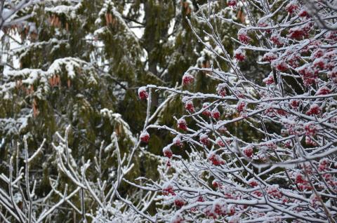 DSC_6571 (Фото Владимир Чуйко).jpg