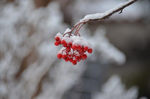 DSC_6575 (Фото Владимир Чуйко).jpg