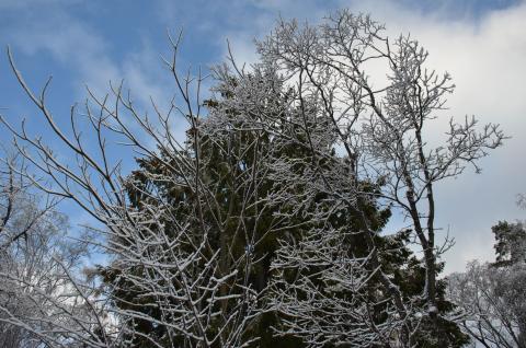 DSC_6578 (Фото Владимир Чуйко).jpg