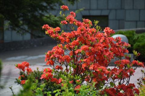 РОДОДЕНДРОН ВО ДВОРЕ КРАЕВЕДЧЕСКОГО МУЗЕЯ_0.jpg