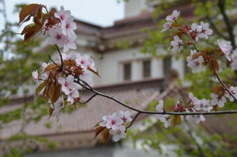 ЯПОНСКИЙ УГОЛОК_0.jpg